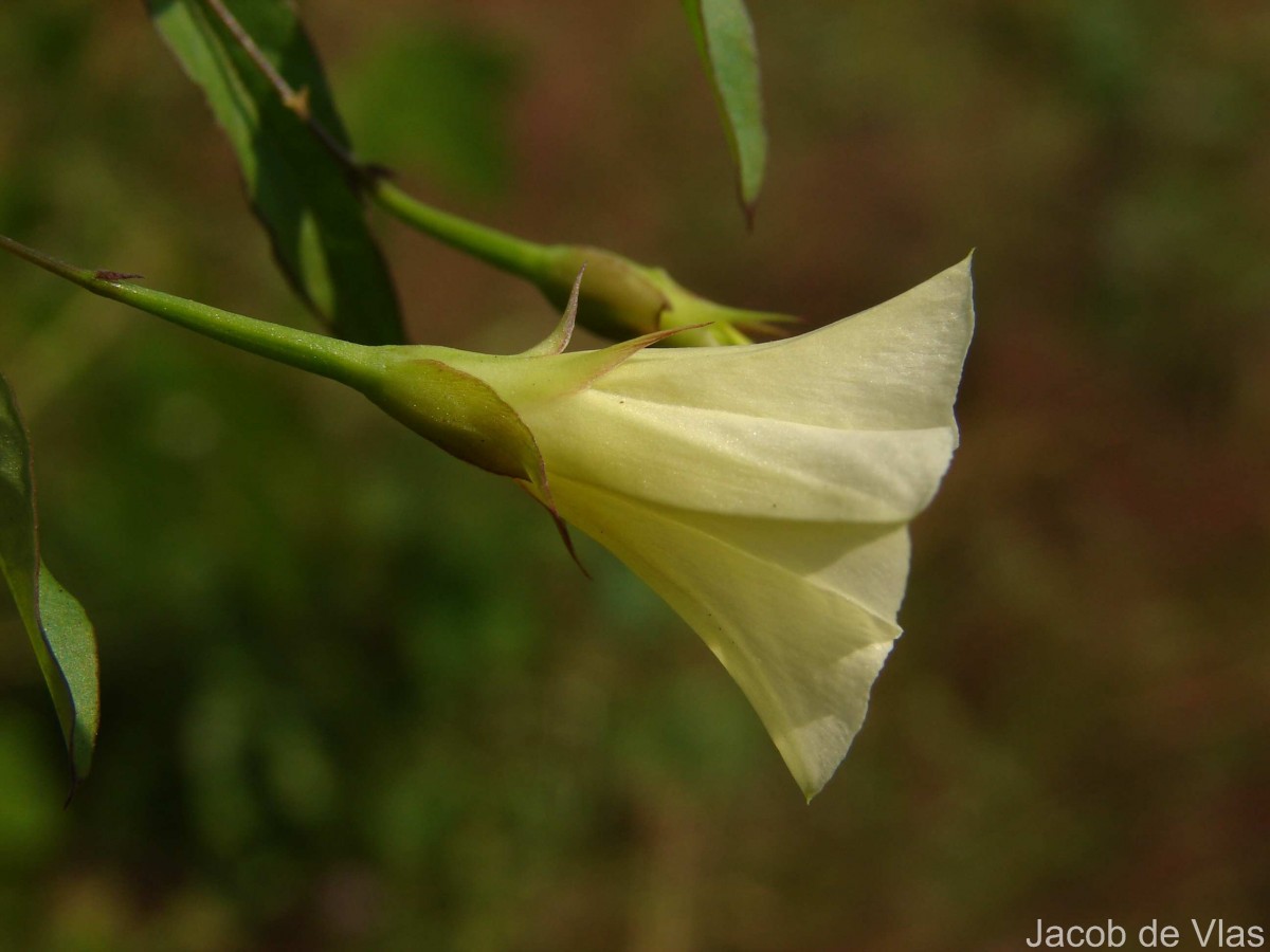Xenostegia tridentata (L.) D.F.Austin & Staples